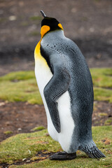King Penguins at Falkland Islands
