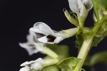 Broad bean flower, Vicia faba