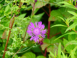 bright cornflower flower in green grass