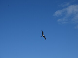 Um passeio pelo céu azul