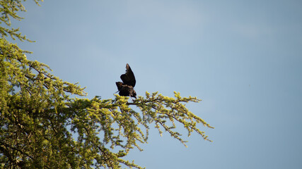 
Raven perched on top of a tree