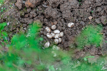 Closeup of Common Watersnake Eggs in the garden soil.