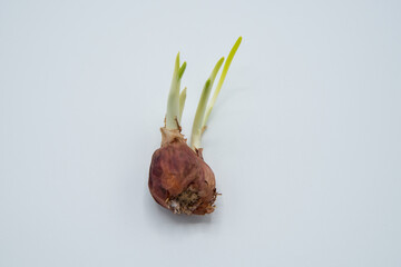 Onion leaves growing from the head