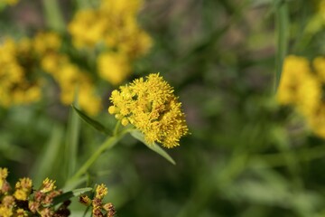 Flower of a grass-leaved goldenrod, Euthamia graminifolia
