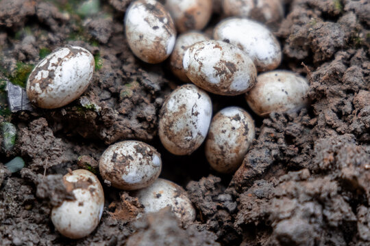 Closeup of Common Watersnake Eggs in the garden soil.