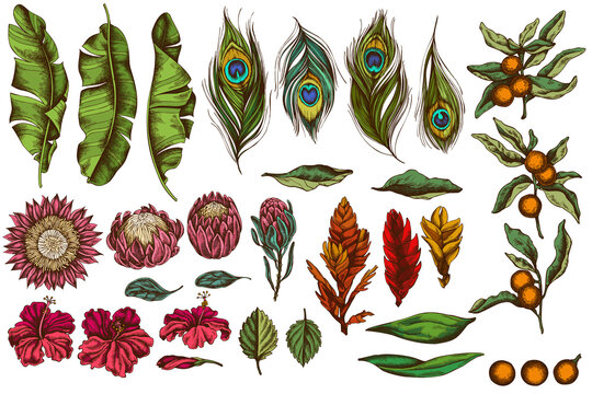 Vector set of hand drawn colored banana palm leaves, hibiscus, solanum, bromeliad, peacock feathers, protea