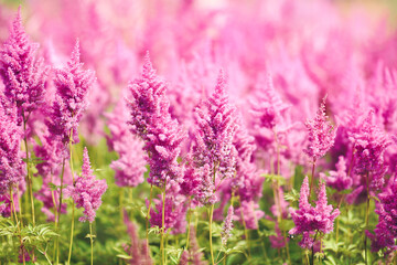 Naklejka premium Summer blossoming delicate purple astilbe flowers, garden blooming pink festive background, selective focus, shallow DOF, toned 