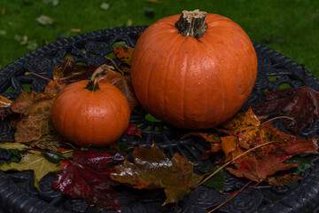Fototapeta premium pumpkins on garden table ,helloween party preparation