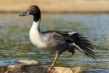 Northern Pintail Anas acuta Costa Ballena Cadiz