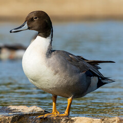 Northern Pintail Anas acuta Costa Ballena Cadiz