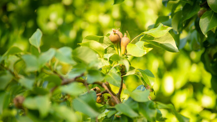 Pretty little green apples ripening on the tree in spring	