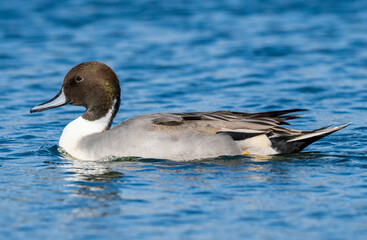 Northern Pintail Anas acuta Costa Ballena Cadiz