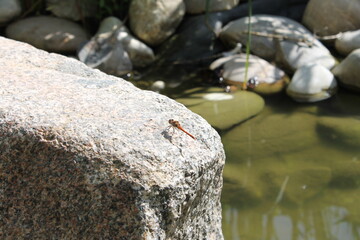 Libelle auf einem Stein