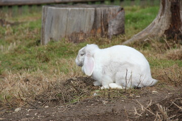 Wei&szlig;er Hase mit Schlappohren