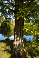 autumn in the forest