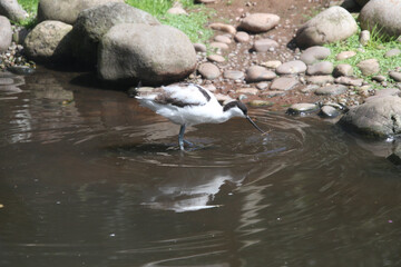 An Avocet in the wild