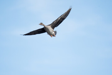 Fototapeta na wymiar A Greater white-fronted goose flying in the sky. Vancouver BC Canada 