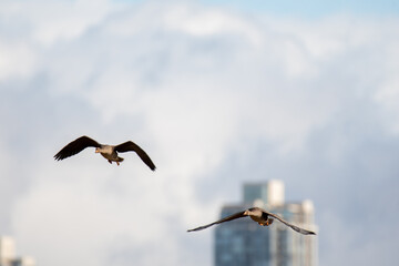 A flock of Greater white-fronted geese flying in the sky.   Vancouver BC Canada
