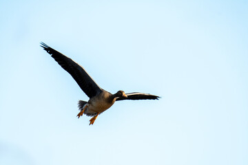 A Greater white-fronted goose flying in the sky.   Vancouver BC Canada
