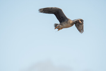 A Greater white-fronted goose flying in the sky.   Vancouver BC Canada
