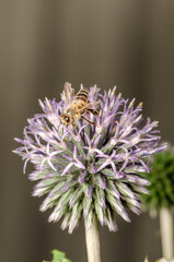 bee pollinates the Echinops/bee pollinates blue flower