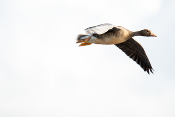 A Greater white-fronted goose flying in the sky.   Vancouver BC Canada
