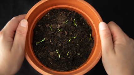 

Woman's hands carrying a pot of sprouting flowers
