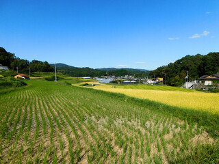 秋の田園風景(大阪府茨木市大字粟生岩阪・大字佐保にて9月撮影)