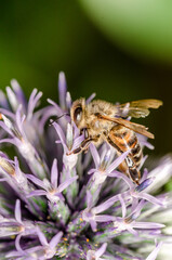 bee pollinates the Echinops/yellow bee pollinates the blue Echinops