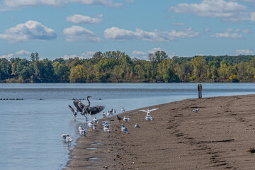 Blue heron flapping wings on beach of lake surrounded by flock of sea gulls