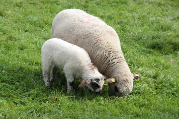Schaf mit Lamm
