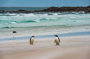 Gentoo Penguins at Falkland Islands