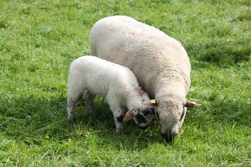 Schaf mit Lamm
