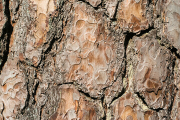 Pine bark close-up, wooden background