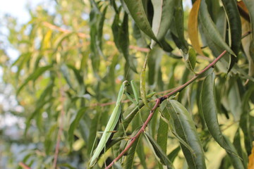 A mantis sits on a tree with green leaves.