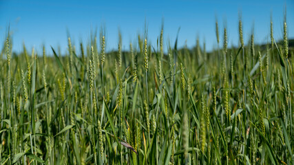 Cereal field, wheat, rye, still green, early spring	