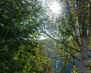 a lot of leafs of trees and sunlight