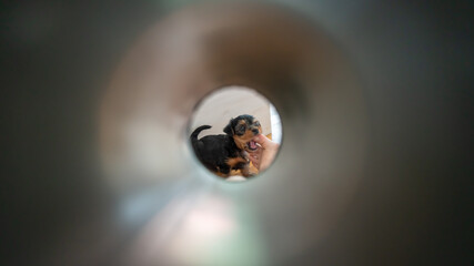 Cute little Yorkshire Terrier puppy, black and tan, crunching female toes, observed through silver cylinder	