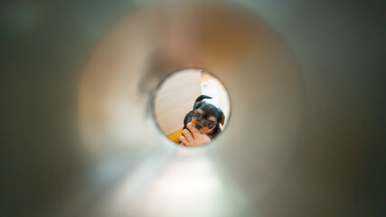 Cute little Yorkshire Terrier puppy, black and tan, crunching female toes, observed through silver...