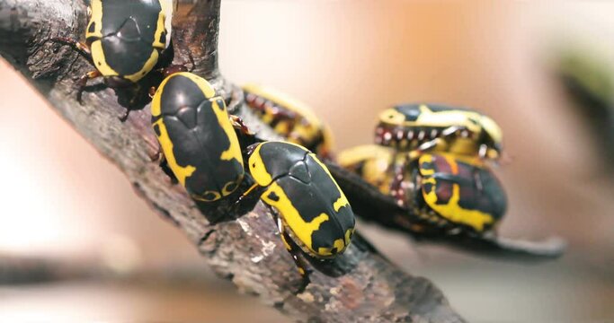 Black & Yellow Scarab Beetle (Chloro Apta goerlingi), Chlorobapta Beetle,  Chlorobapta goerlingi