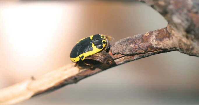Black & Yellow Scarab Beetle (Chloro Apta goerlingi), Chlorobapta Beetle,  Chlorobapta goerlingi