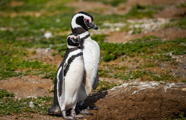 Obraz premium Magellanic Penguin Colony at Magdalena Island, Chile