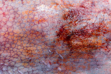The texture of the wet skin of a large octopus. Bright abstract background. Red.
