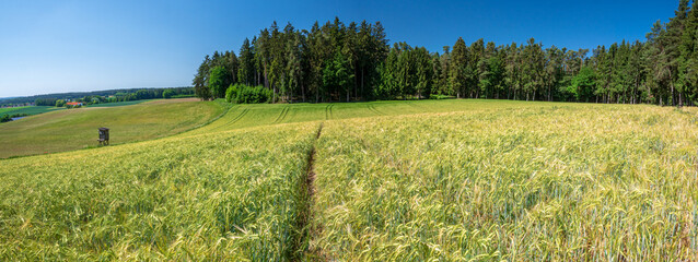 Summer Wheat field in Bavaria with blue sky