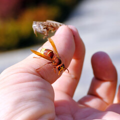 A bee eats a grasshopper on a man's hand.