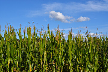 green wheat field