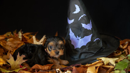 
Cute baby puppies on a bed of autumn leaves, against a witch hat