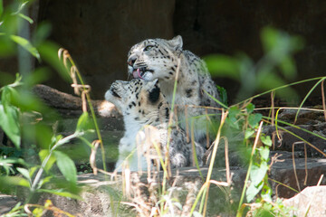Two wild leopards cuddling hidden on a rocky and grassy hill