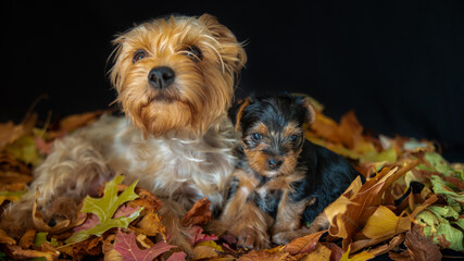 
Young mother Yorkshire terrier and her baby on a bed of autumn leaves, black background