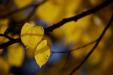 Colorful foliage in the autumn forest. Autumn leaves sky background. Autumn trees leaves in beautiful color.